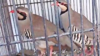 The birds of beautiful origin