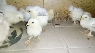 Animal school