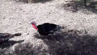 The chicken college