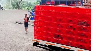 ayam broiler || kata kata lucu 17