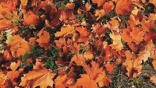 My love for autumn never ends