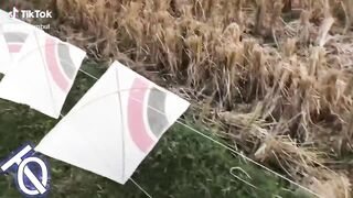 kite-kite