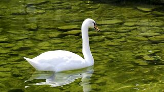 Swan duck water bird free stock video. Free for use