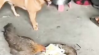 Unbelievable!_What_this_dog_did_will_surprise!