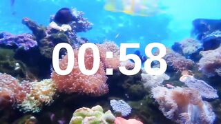 1 Minute Timer Relaxing Music Lofi Fish Background.