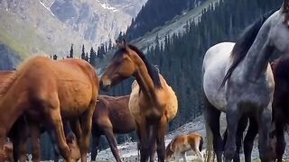 Horses and nature