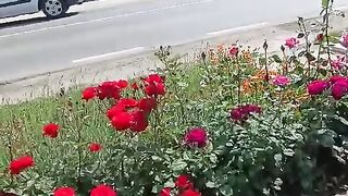 Trandafiri la Corbeanca