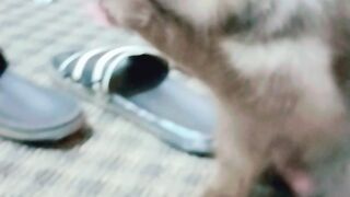 Cat pet