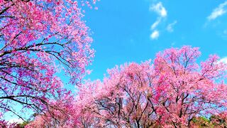 Boost Productivity Study Time Music, Lofi Hip Hop, Lofi Study, Relaxing Music for Concentration