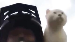 Cat with bike funny clip