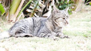 Slow Motion Footage Of The Movement Of A Big Cat Sprawled In The Grass