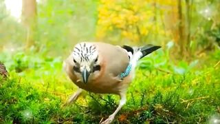 Cute Bird 2