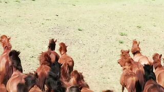 The best animals in the world: افضل الحيوانات في العالم
