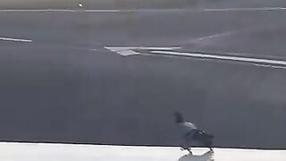 Paloma sorprendida por aviones//suscríbete ????????