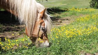 The horse grazes , الحصان يرعى