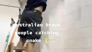 Snach snake
