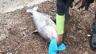 The country I come from we do not spare catfish