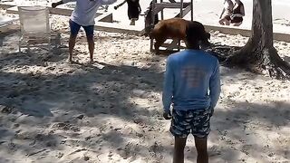 Have u ever seen a dancing pig