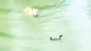 Duck. | funny videos | funny content | #viralshorts #funnyshorts
