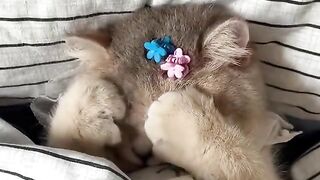 Cat who is sensitive in the morning