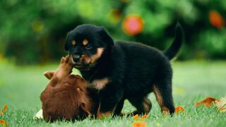 the beautiful dogs