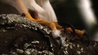 animal video#khan 4