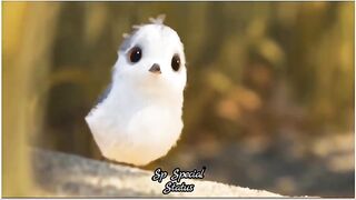 Cute_Love_Status_