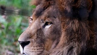 the king 2