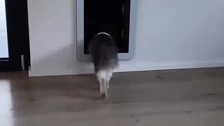 Funny cats 100