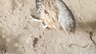 Very beautiful birds ll bird