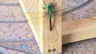 Beautiful insect