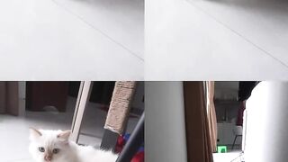 The cat 2