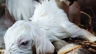 cute goat baby
