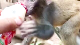 Monkey mountain.  Funny video   #foryou #followforfollowback #foryoupage #fypシ