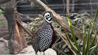 Birds.wildlife.Animals