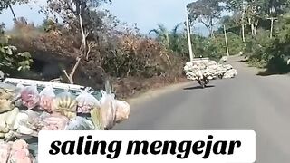 Greengrocer becomes Moto GP racer#fyp
