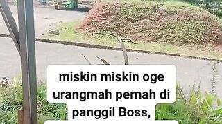 ayam broiler|| kata kata lucu