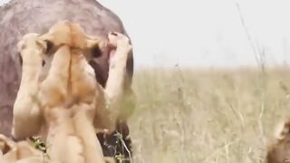 Wild life horror????????