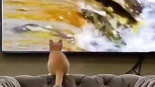 The cat try to catch fish in tv