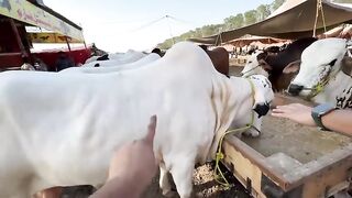 Qurbani Ka 1.5 Crore Ka Janwar ???????? _ Expensive Cow Mandi Ke Khoobsurat Janwar Dekhe ????