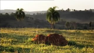 Secret Megalopolis of Ants Uncovered - Truly a Wonder of the World !