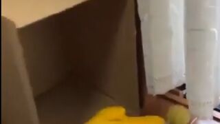 Yellow Parrot playing  | peaceful |lovetoday