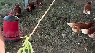 ФЕРМА ЗА КОКОШКИ