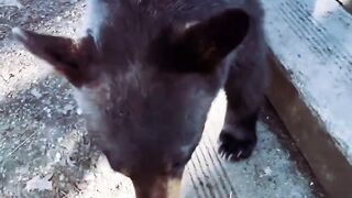 the bear is friends with the person who fed it