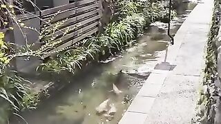 Koi Japanese