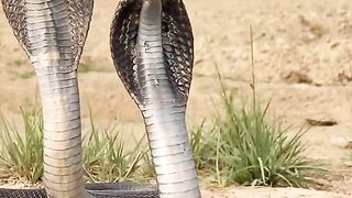 Funny and animals video 2