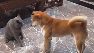 Funniest ????dogs and cat fighting