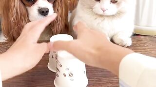 Best funny???? cat and dogs viral????????