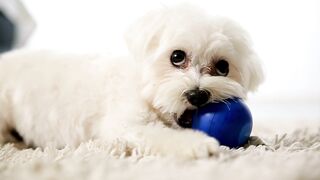 BEAUTIFUL DOGS