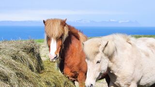 the horse 2